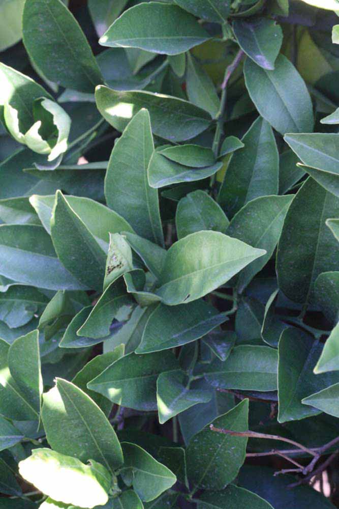            Shade leaves (Riverside, CA)   